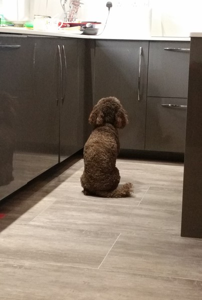 Poodle appreciation