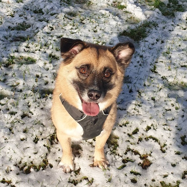 Do mutts exist any more?