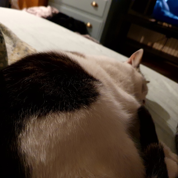 New cat