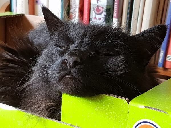 Let's see your sleeping cat pictures