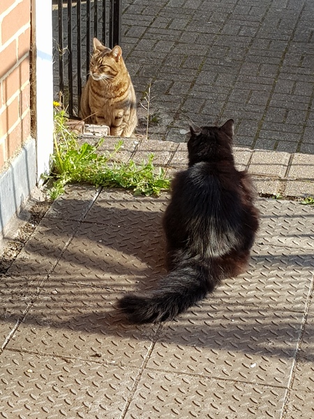 Thug cat part 3.  Unbidden guests are often welcomest when they are gone.