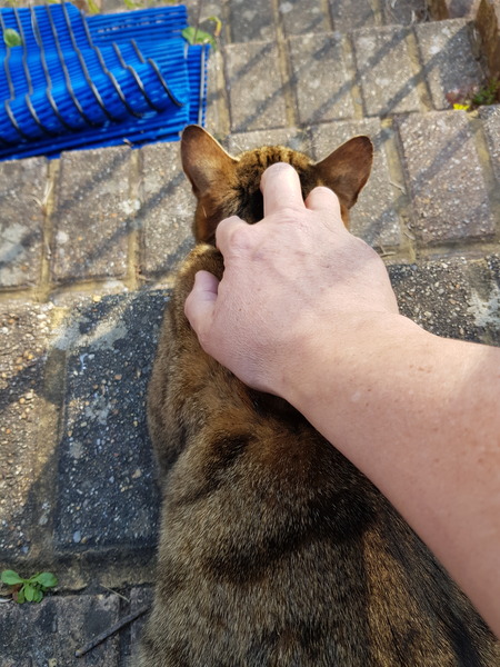 Cat chat thread the umpteenth - the Café is open all welcome