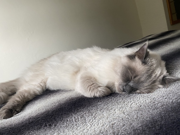 Let's see your sleeping cat pictures