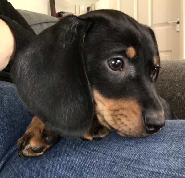 It’s puppy day!