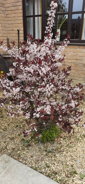 Identify this plant ...