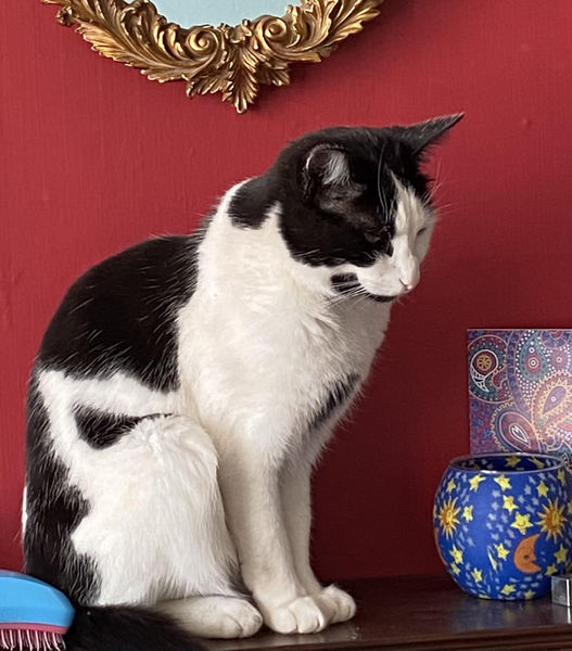 Puck is very disgruntled. He had to have dry food for breakfast. The indignity.