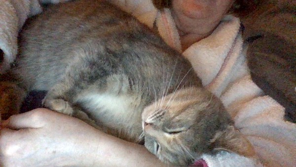 Let's see your sleeping cat pictures