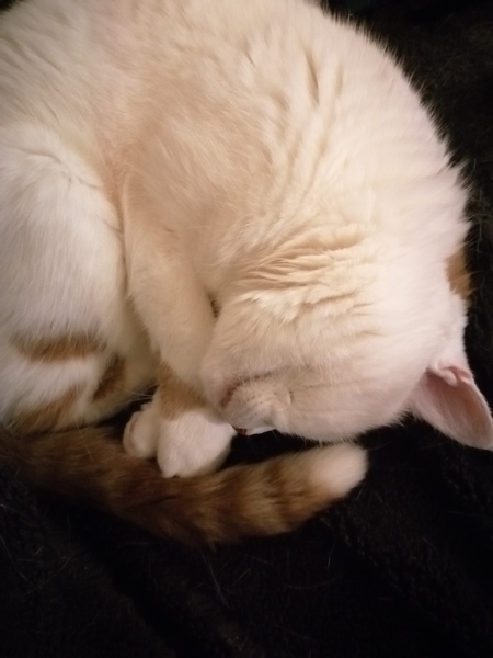 I love my cat so, so much!