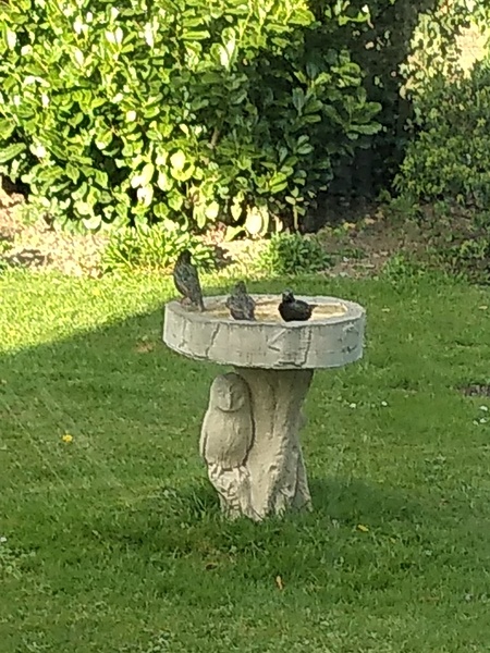 Watching birds (and other wildlife) in the garden