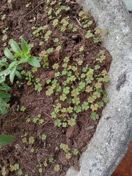 Could anyone tell me if these are Californian Poppy seedlings please?
