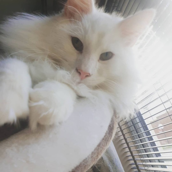 Most popular lockdown cat names (GoCompare)