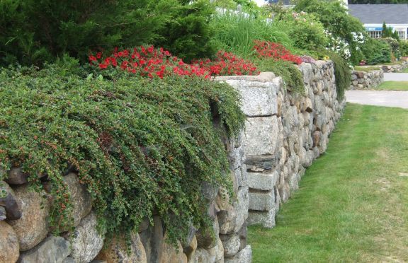 Trailing plants for an ugly front garden wall (approx a 3ft high)