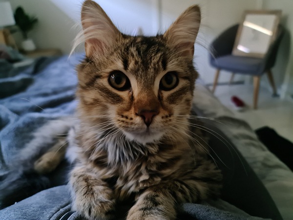 Ideas for our new cat