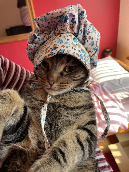 Cat chat thread the umpteenth - the Café is open all welcome