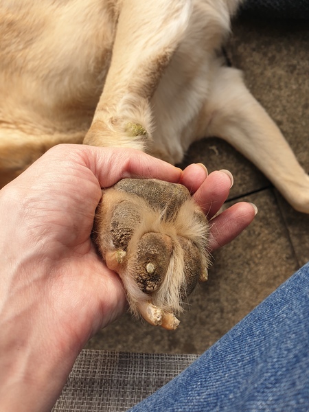 Any idea what this is on paw pad?