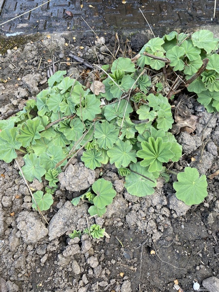 Another plant ID. Is this lady’s mantle?