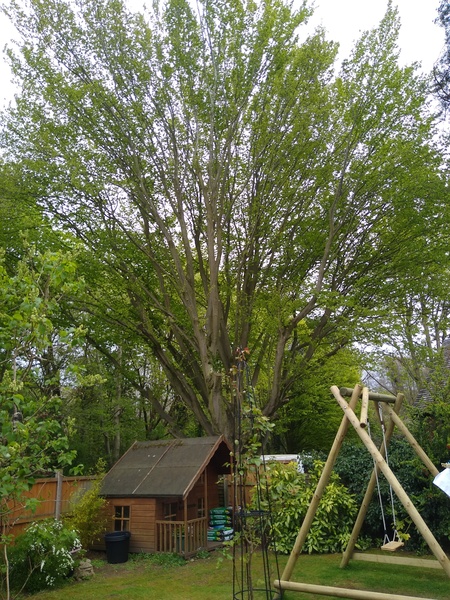 Plant id: what's this tree?