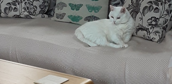 What's your DCat up to today? (Thread 8)