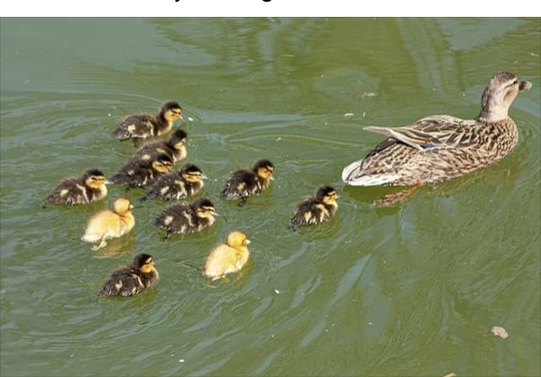 Duck Tales! (Still not what I expected to wake up to this morning)