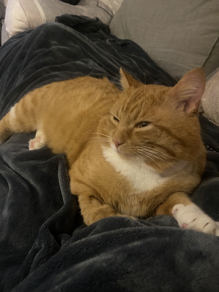 Just brought our rescue boy home
