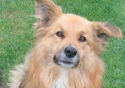 Best anti pull lead for dogs??