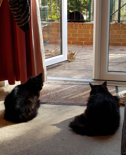 Thug cat part 3.  Unbidden guests are often welcomest when they are gone.