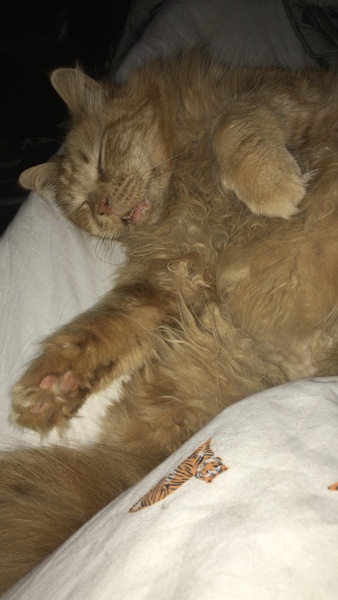Cat chat thread the umpteenth - the Café is open all welcome