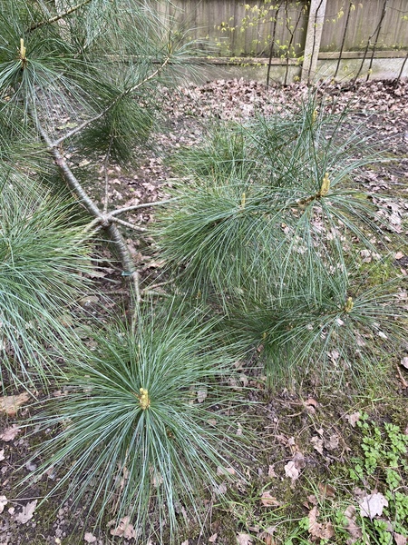 What is this tree?