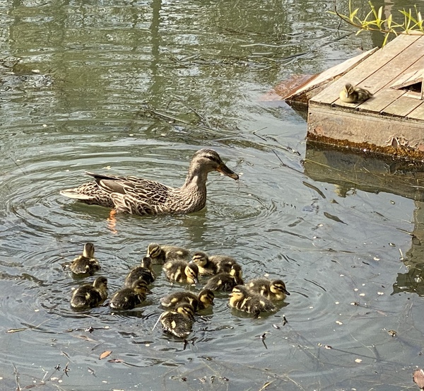 Duck Tales! (Still not what I expected to wake up to this morning)