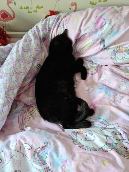 Let's see your sleeping cat pictures
