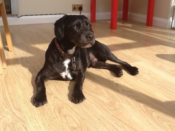 Please show me your Patterdale terriers