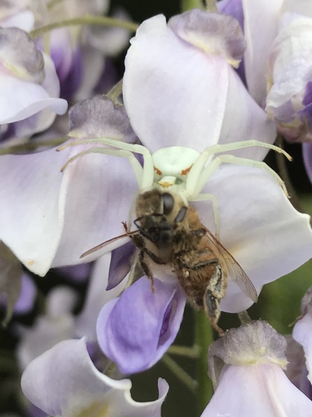 Anyone know what this little critter is on my pansy?