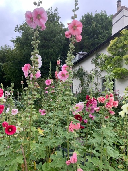 Lovely rambling/cottage garden pictures