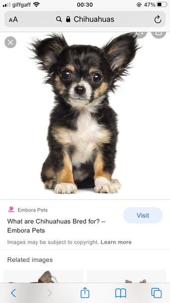 Chihuahua owners