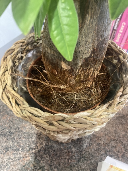 Pachira tree help