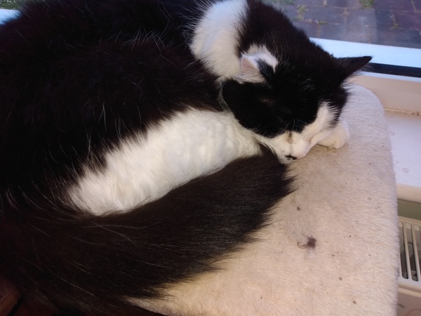 Let's see your sleeping cat pictures