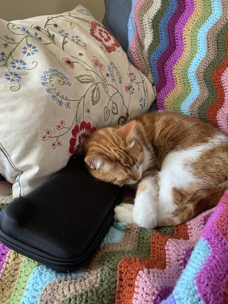 How have you devastated your cat today?