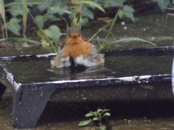 Watching birds (and other wildlife) in the garden