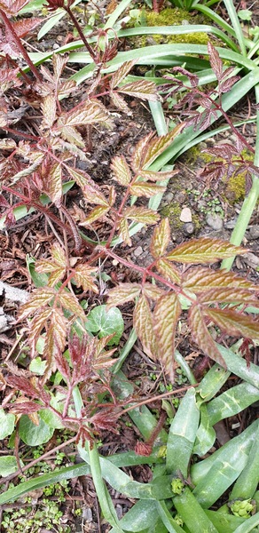 Any idea what this is?  Plant
