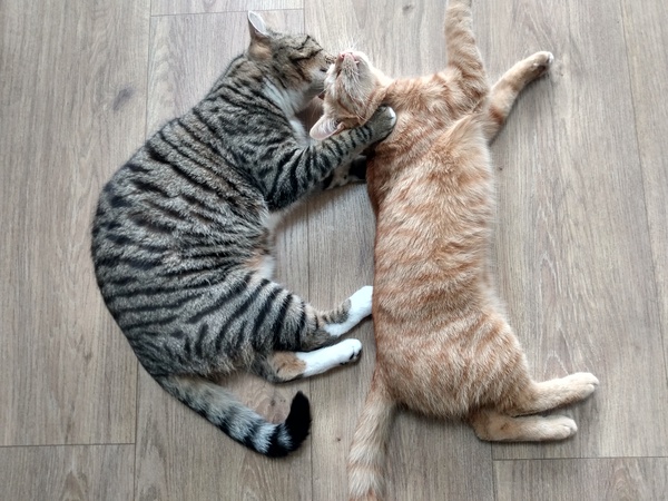 Cat chat thread the umpteenth - the Café is open all welcome
