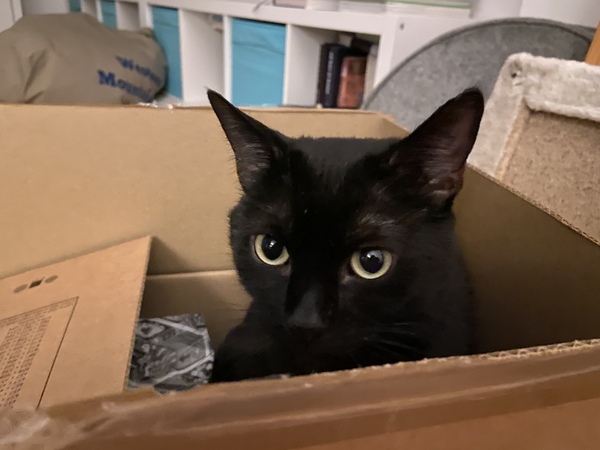 Do they put a little sprinkling of catnip in the bottom of every Amazon box?