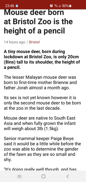 Mouse deer born at Bristol zoo