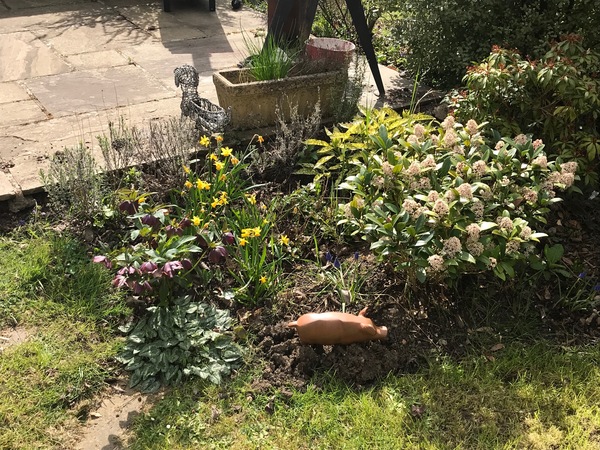 Tricky border and rubbish soil