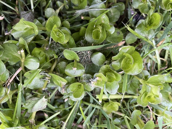 What is this growing in my lawn?