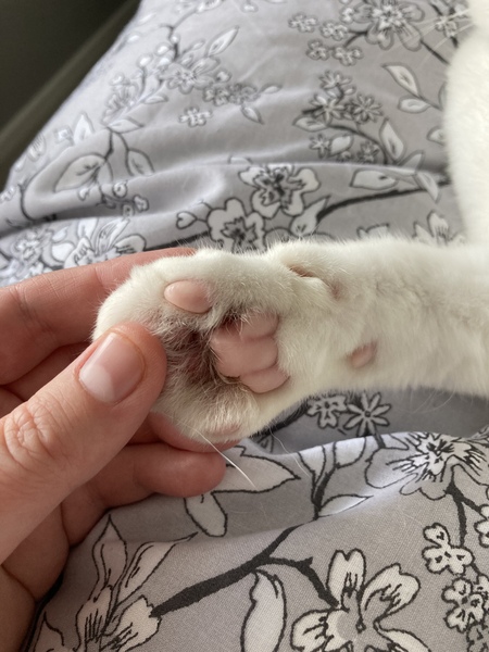 Strange cat paw
