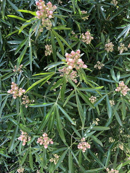 Any idea what shrub this is please?