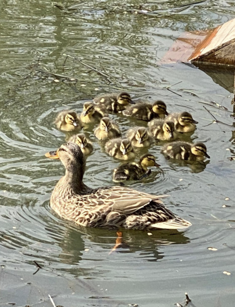 Duck Tales! (Still not what I expected to wake up to this morning)