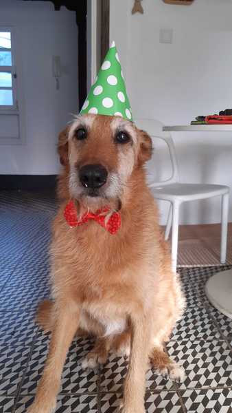 Adopting an old boy - am I crazy?