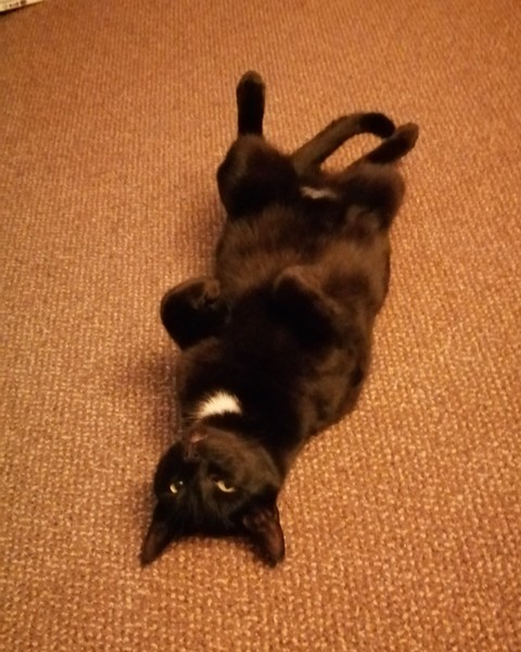 Toto says hi