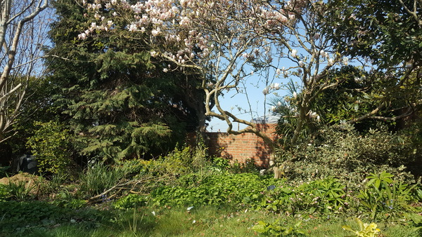 Trying to work out what tree will suit a corner of my garden!